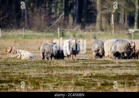 Troupeau de moutons à plumes de Drens en manteau d'hiver avec longues cornes courbées sur la lande de Meindersveen. Journée froide et ensoleillée. Drenthe, Meindersveen, les Nertherlands. Banque D'Images