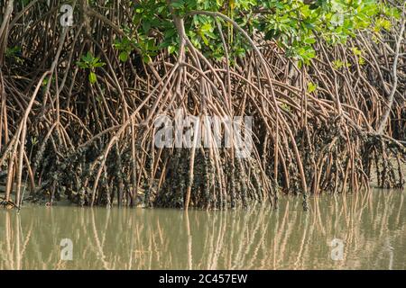 Forêt de mangroves sur une rivière dans le district de Ban Laem près de la ville de Phetchaburi ou Phetburi dans la province de Phetchaburi en Thaïlande. Thaïlande, P Banque D'Images