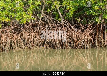 Forêt de mangroves sur une rivière dans le district de Ban Laem près de la ville de Phetchaburi ou Phetburi dans la province de Phetchaburi en Thaïlande. Thaïlande, P Banque D'Images