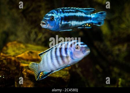 Cliché sélectif du bleu de l'aquarium avec des motifs noirs Cichlidae poissons Banque D'Images