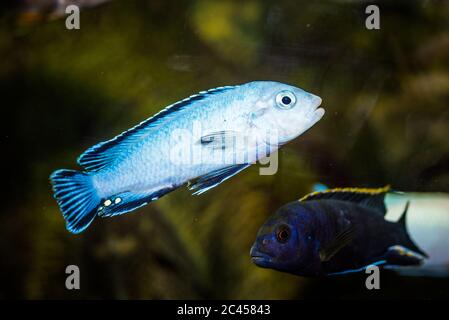 Cliché sélectif du bleu de l'aquarium avec des motifs noirs Cichlidae poissons Banque D'Images