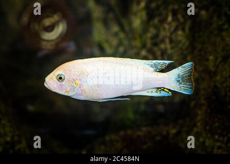 Cliché sélectif de l'aquarium blanc avec des motifs jaunes Cichlidae poisson Banque D'Images