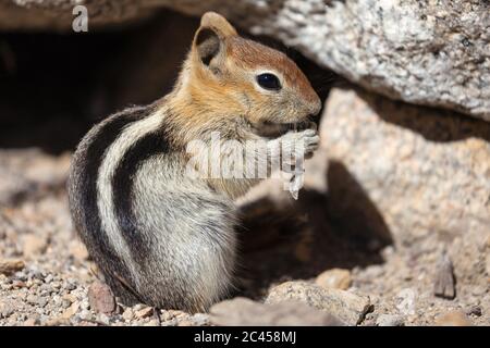 Chipmunk manger une brindille à Mammoth Lakes, Californie, États-Unis. Banque D'Images