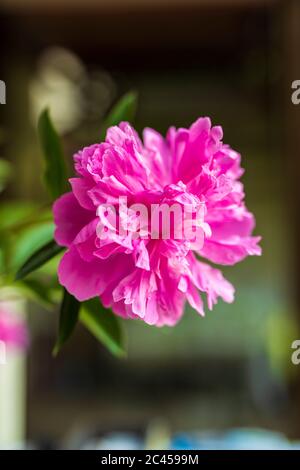 Saumon de pivoine gravé. Fleur de pivoine rose double. Paeonia lactiflora (pivoine chinoise ou pivoine de jardin commune) Banque D'Images