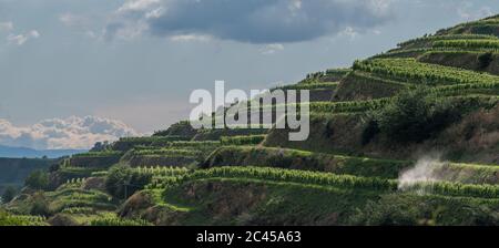 Vignobles de Kaiserstuhl, Baden, Allemagne Banque D'Images