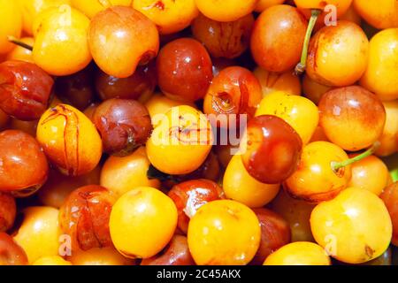 Image macro de fruits de cerises pourries . Produit biologique périmé Banque D'Images