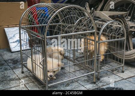 HANOÏ, VIETNAM - 20 MARS 2017 : chiots exposés dans des cages le long des rues de Hanoï pendant la journée. Banque D'Images