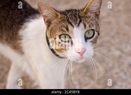 visage et yeux d'un chat errant Banque D'Images