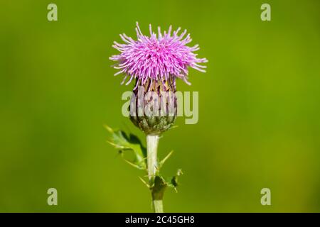 Photo macro d'un chardon Scotch (Onopordum acanthium) dans le soleil d'été de l'après-midi. Banque D'Images