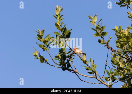 Le filet commun (Carduelis cannabina) perché dans un arbre bénéficiant du soleil du matin Banque D'Images