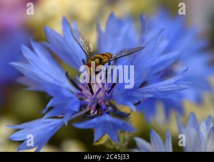 Dessau, Allemagne. 23 juin 2020. Un aéroglisseur est placé sur une fleur de maïs bleu vif. Les cornflowers, qui peuvent grandir jusqu'à 60 centimètres de taille, poussent principalement sur les bords des champs de céréales. Credit: Waltraud Grubitzsch/dpa-Zentralbild/ZB/dpa/Alay Live News Banque D'Images