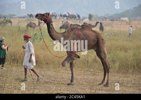 Foire de chameau de Pushkar, Inde Banque D'Images