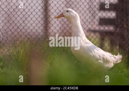 Foyer sélectif d'un canard blanc avec bec jaune debout sur l'herbe Banque D'Images