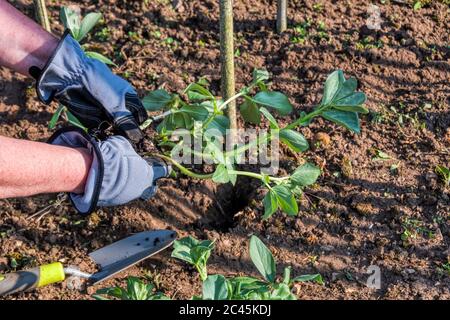 Plantation de plantes à haricots larges de Dreadnight dans un potager de jardin. Banque D'Images