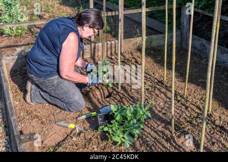 Plantation de plantes à haricots larges de Dreadnight dans un potager de jardin. Banque D'Images