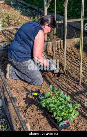 Plantation de plantes à haricots larges de Dreadnight dans un potager de jardin. Banque D'Images