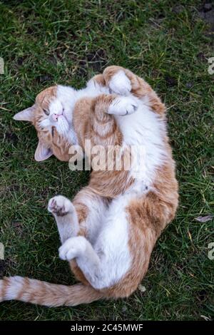 Chat de tabby au gingembre et blanc couché sur le dos d'une pelouse. Banque D'Images