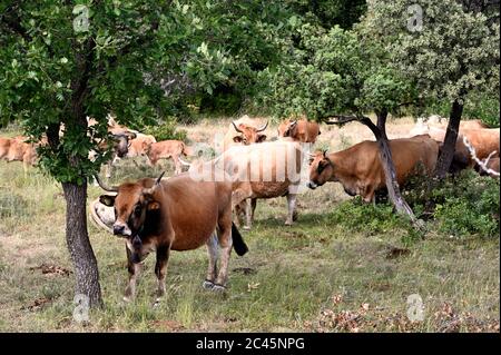 Vaches paître sur un pâturage vert avec des chênes verts Banque D'Images