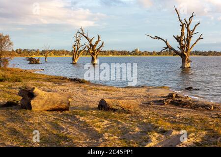 Les gommiers rouges morts du lac bonney et les campings situés à Barmera dans le Riverland en Australie méridionale le 20 juin 2020 Banque D'Images