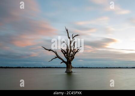 Une longue exposition d'un seul arbre dans le lac Bonney Barmera dans le Riverland South Australia le 20 juin 2020 Banque D'Images