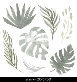 Boho Tropical ensemble feuille palmier herbe. Aquarelle peinture à la main des éléments naturels séchés sur un fond blanc Banque D'Images