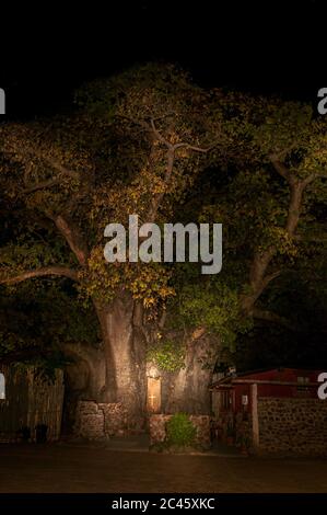 OUTAPI, NAMIBIE - 20 MAI 2011 : une croix est visible à l'intérieur de l'arbre creux Ombalantu baobab, âgé de 800 ans, à Outapi Banque D'Images