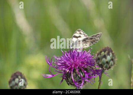 Blanc marbré (Melanargia galathea) se nourrissant de la knapaded Banque D'Images