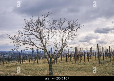 Vue sur les vignobles hibernes de Grinzing/Nussdorf à Vienne Banque D'Images