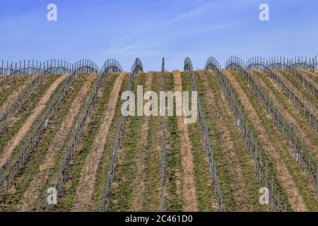 Vue sur les vignobles hibernal de Nussdorf à Vienne Banque D'Images