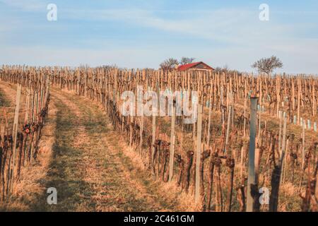 Vue sur les vignobles hibernal de Nussdorf à Vienne Banque D'Images