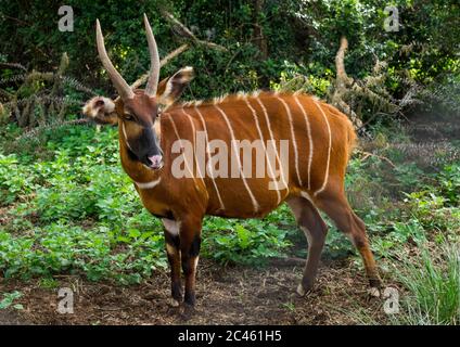 Le mâle de la montagne bongo (tragelaphus eurycerus isaaci) fait partie du programme de reproduction en captivité pour la réintroduction dans l'habitat indigène, comté de Laikipia, Mont ken Banque D'Images