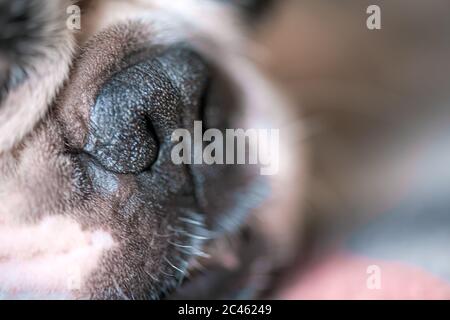 Macrophotographie d'un jeune visage mignon d'un chien de Boston Terrier. Nez rugueux. Banque D'Images