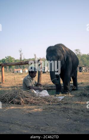 COORG, KARNATAKA, INDE - 23 mars 2019 : les gens qui nourrissent des éléphants dans le camp de conservation des éléphants de Dubare à Coorg Banque D'Images