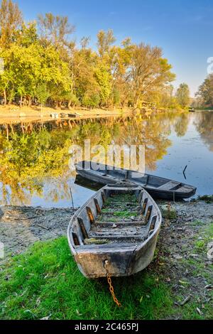 Réserve naturelle spéciale Koviljsko Petrovaradinski Rit (marais de Kovilj – Petrovaradin) complexe de marais et d'écosystèmes forestiers sur le Danube en B Banque D'Images