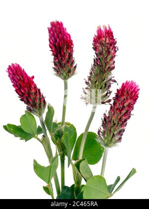 Trifolium incarnatum Crimson Clover May Norfolk Banque D'Images