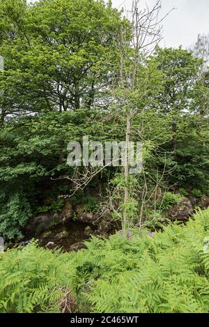 Fleurs sauvages des Yorkshire Dales Banque D'Images