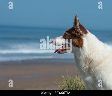 chien de collie qui regarde la plage Banque D'Images