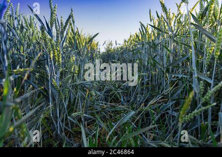 Champs agricoles près de Maastricht et Riemst avec seigle de grain et blé dans le soleil de soirée vu avec un ange bas du sol Banque D'Images