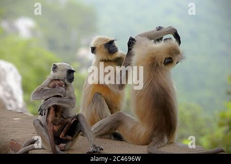 Comportement social des langures de Hanuman (langures grises, Semnopithecus) dans Rajgir Hills, Bihar, Inde. Banque D'Images