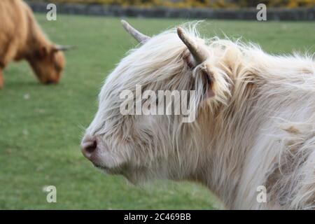 Une vache Pale ou blonde Highland montrant sa tête et ses cornes Banque D'Images