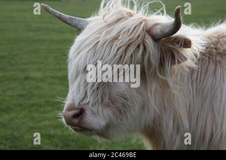 Une vache Pale ou blonde Highland montrant sa tête et ses cornes Banque D'Images