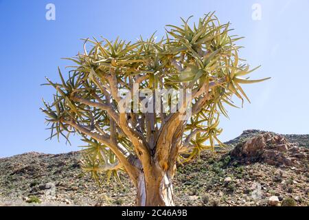 Les branches d'un arbre de quiver, Aloidendron dichotomum, lors d'une journée ensoleillée dans la réserve naturelle de Goegap, juste à l'extérieur de la ville de Springbok, South AF Banque D'Images