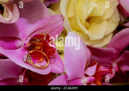 Iris violet et rose avec anneau. Gros plan. Banque D'Images