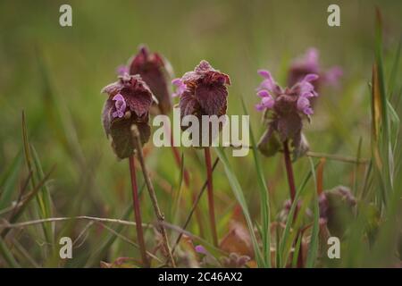 Petites fleurs sauvages lilas poussent dans le jardin, vue latérale, de près Banque D'Images