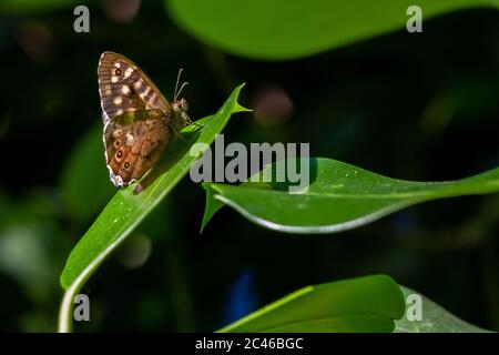 Image étonnante d'un papillon en bois tacheté (Pararge aegeria) perché sur une feuille au soleil, Royaume-Uni Banque D'Images