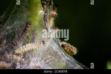 Groupe de petits chenilles tortoiseshell (Aglais urticae) qui serpente un nid communal sur une plante commune d'ortie pour l'abri et la protection, West Yorkshire Banque D'Images