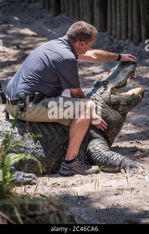 Homme assis au sommet d'un gros alligator à la ferme des alligators de St. Augustine, en Floride. (ÉTATS-UNIS) Banque D'Images