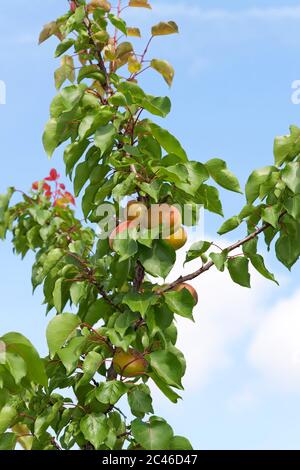 Prunus domestica Tipala Banque D'Images