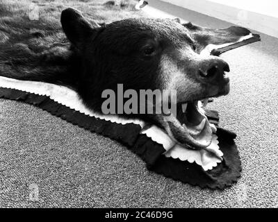 Photo en niveaux de gris d'une chute d'ours sur le sol Banque D'Images