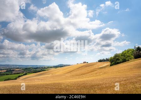 Région des Marches, collines cultivées en été, prairie, blé et champs verts. Italie Banque D'Images